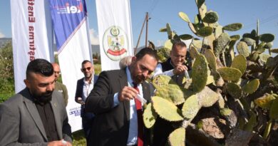 Babutsa koşniline karşı doğaya ilk kez avcı böcek bırakıldı