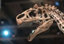 Tayland’da yeni bir dinozor türüne ait kalıntılar bulundu
