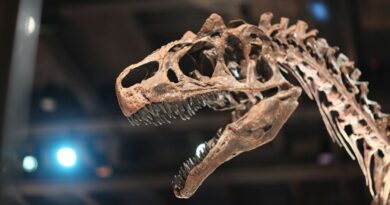 Tayland’da yeni bir dinozor türüne ait kalıntılar bulundu